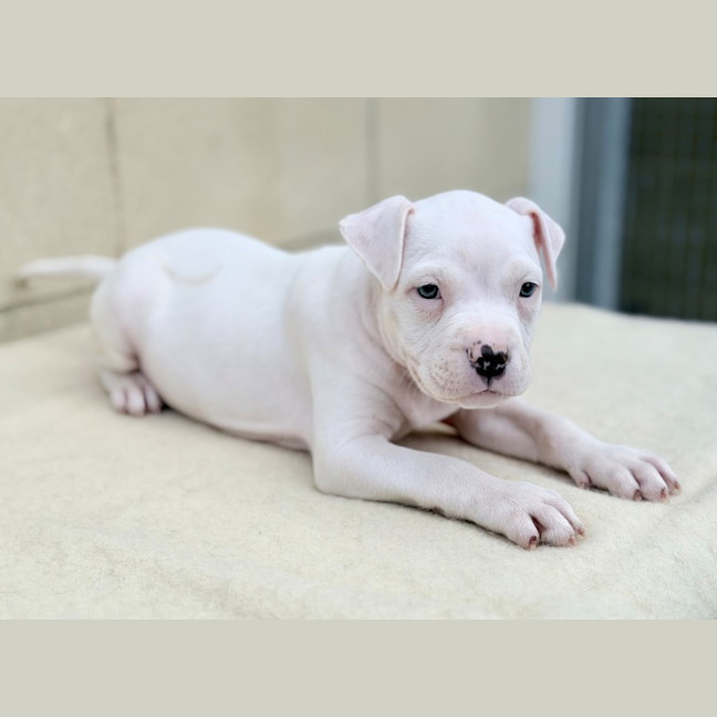 Photo of Whisper