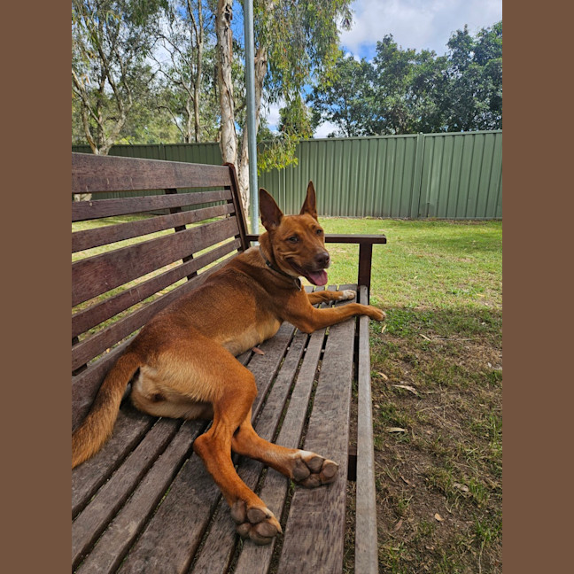 Photo of Nova