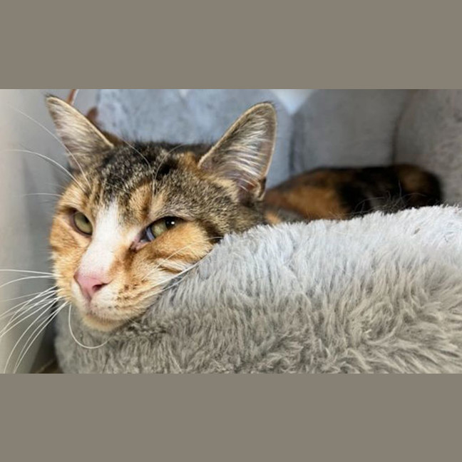 Photo of Pumpkin