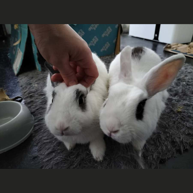 Photo of Meekoh (W Floretta)