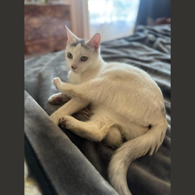 Photo of Tia   Located In Fawkner