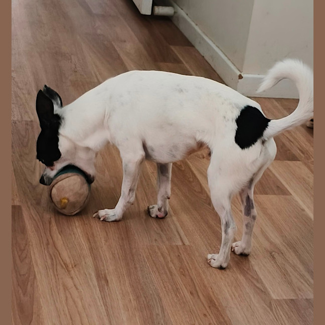 Photo of Billie   4 Year Old Chihuahua