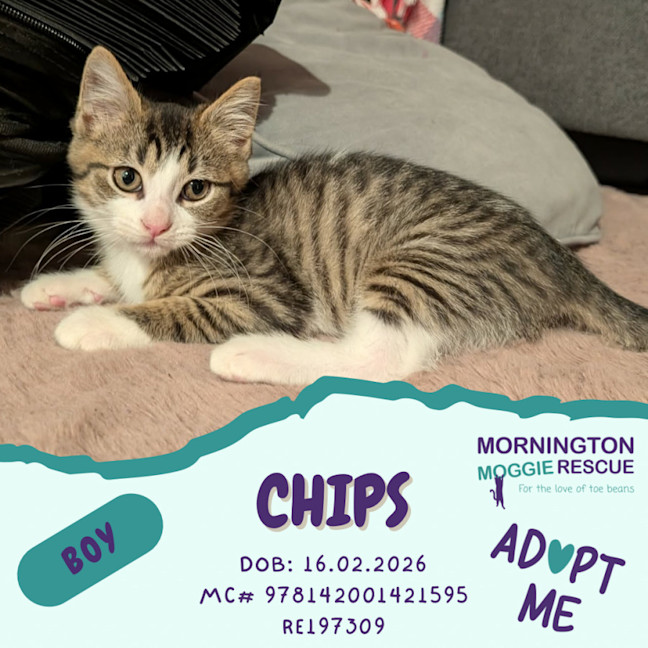 Photo of Chips