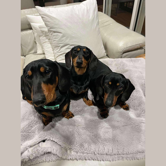 Photo of Frankie Elsie And Willow