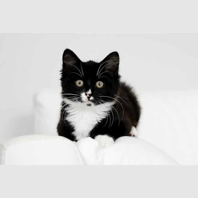 Photo of Mavis
