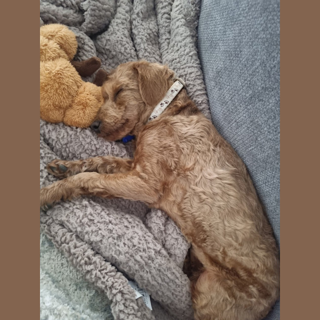 Photo of Dewey   4 Month Old Toy Poodle
