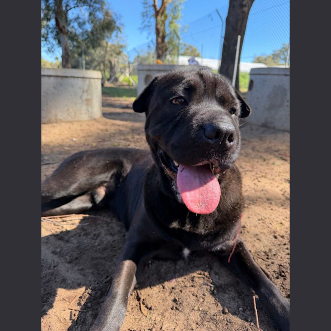 Photo of Kovu