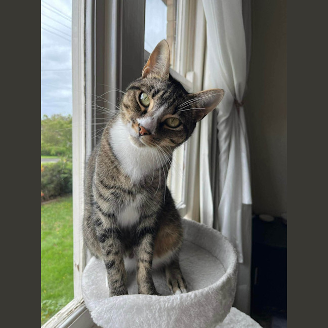 Photo of Loki