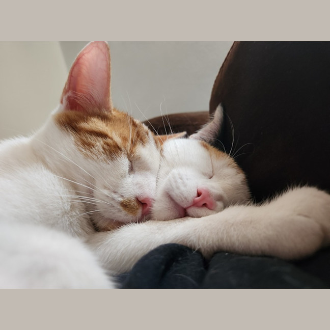 Photo of Berlioz And Aurora