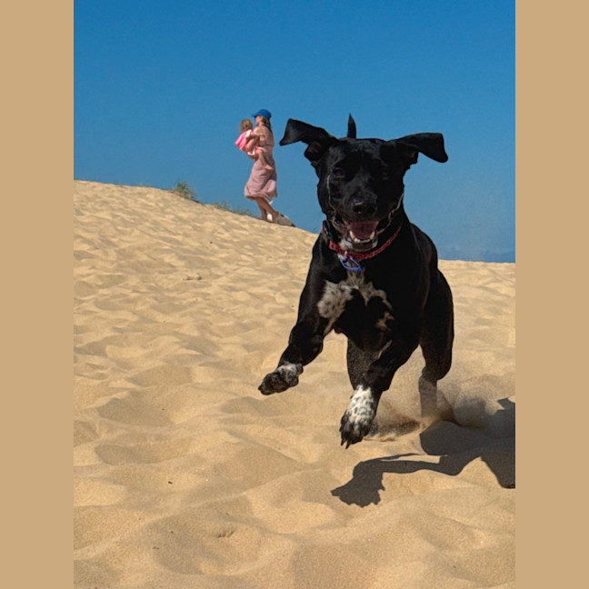 Photo of Boof   3 Year Old Staffy