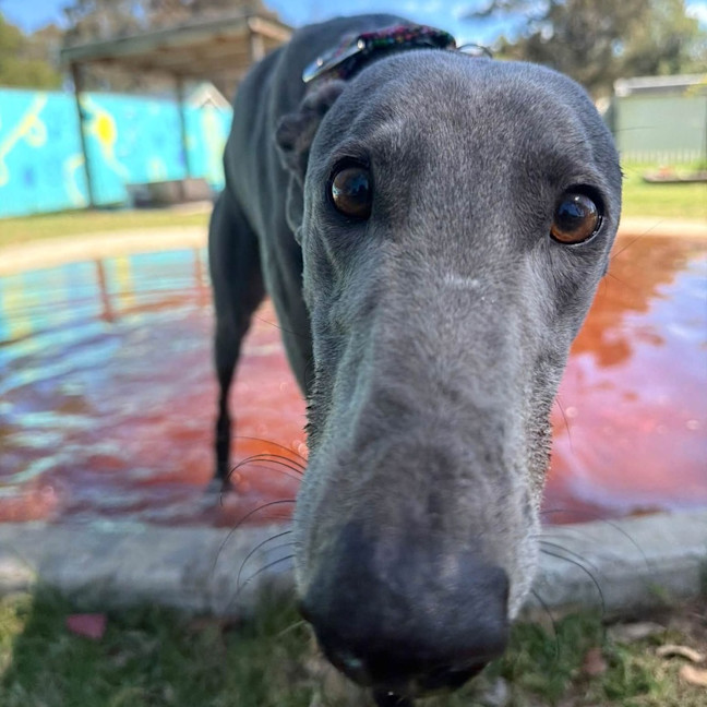Photo of Azzurro The Greyhound