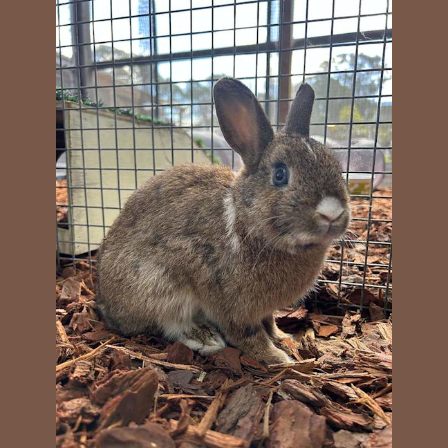 Photo of Caramel