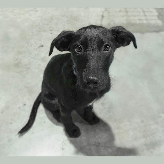 Photo of Louie