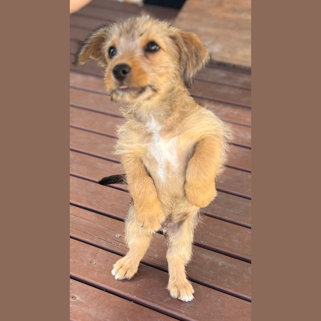 Photo of Leeroy   9 Week Old Fox Terrier X Kelpie