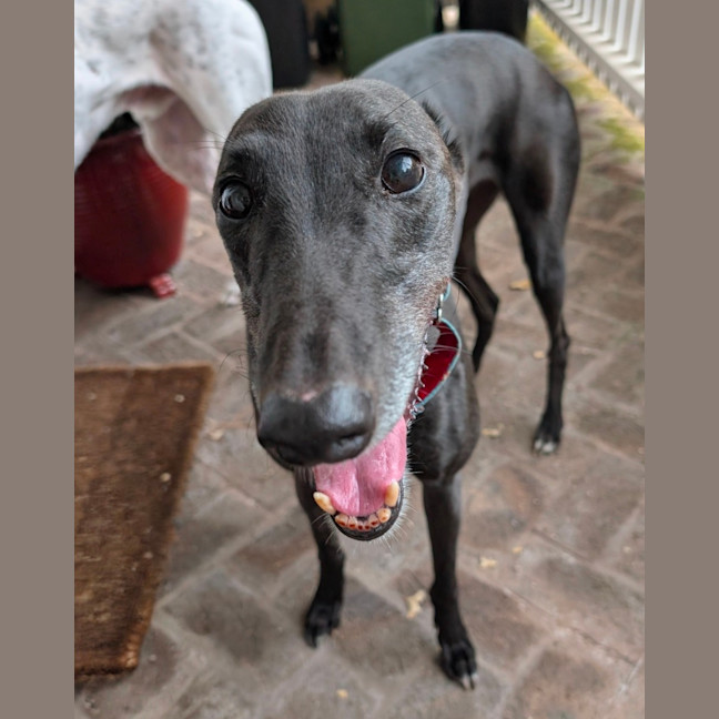 Photo of Meli, The Greyhound