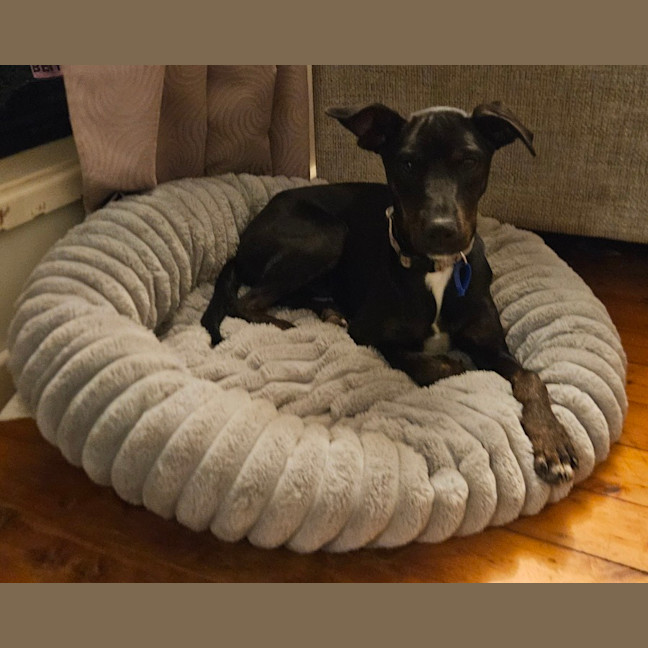 Photo of Timmy   4 Month Old Kelpie X