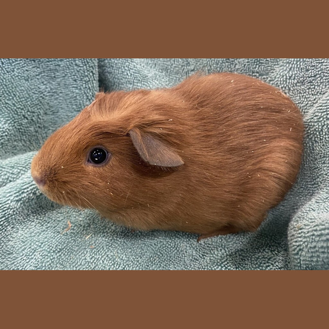 Photo of Arthur