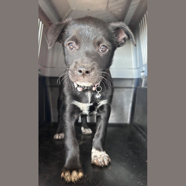 Photo of The Hawaiian Girls!