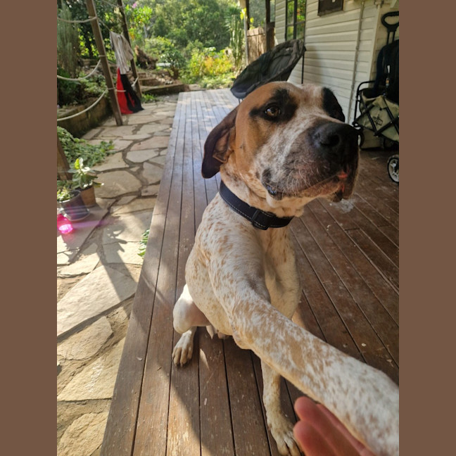 Photo of D1180 Diesel 