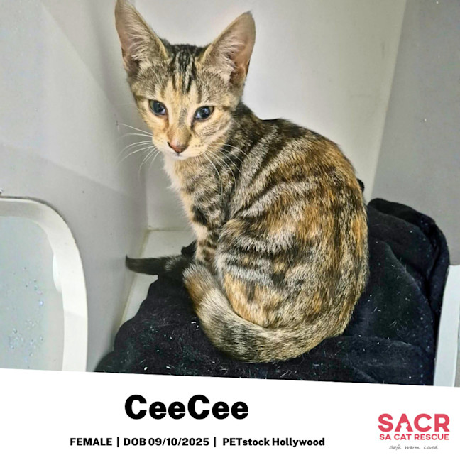 Photo of Cee Cee
