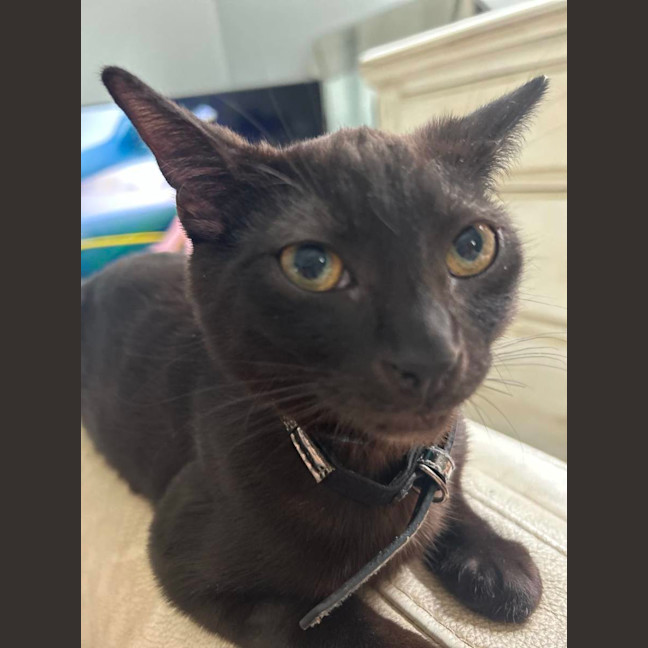 Photo of Java   Located In Surrey Hills