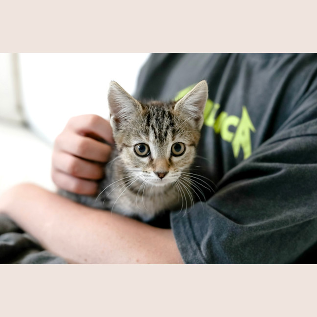 Photo of Tiger