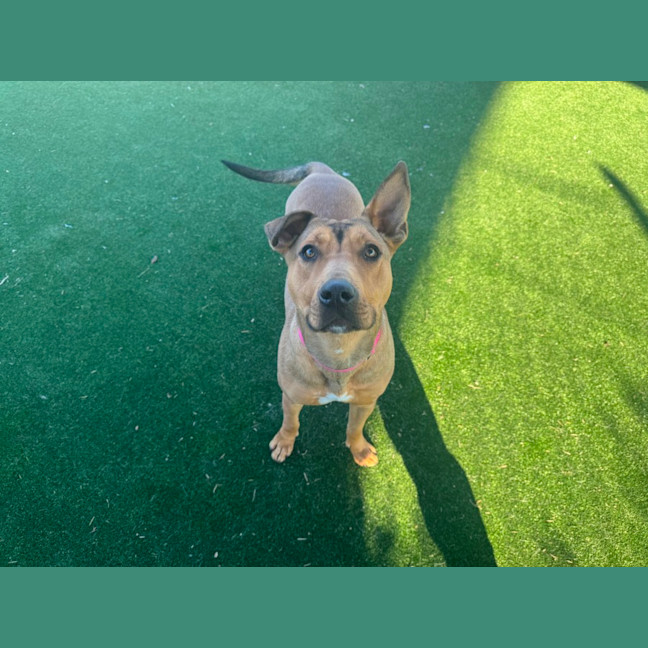 Photo of Thimble Imp 1488