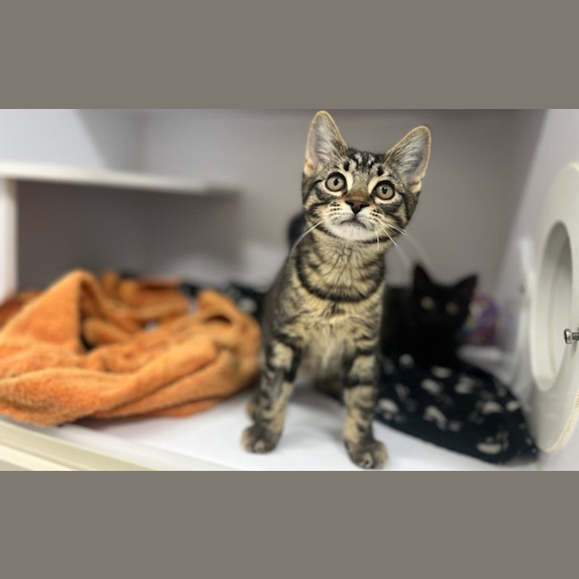 Photo of Arlo
