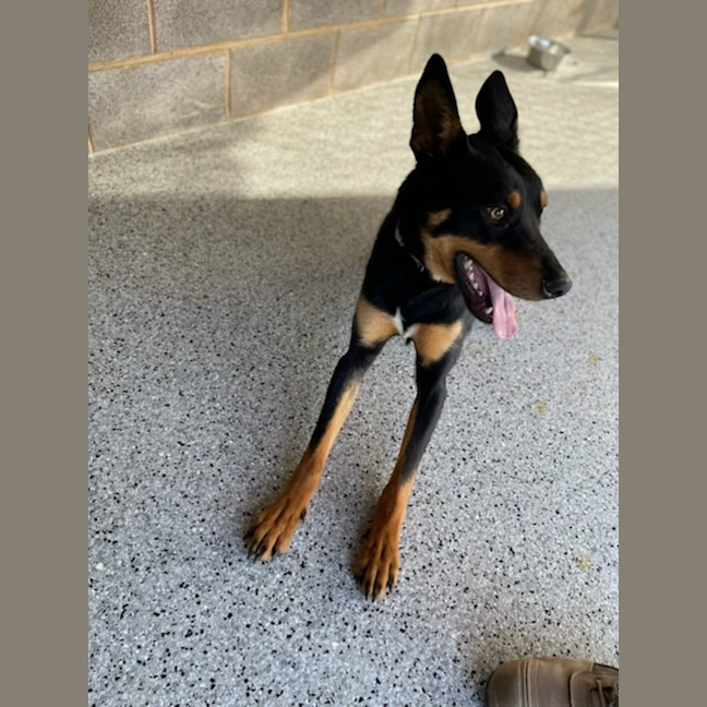 Photo of Rippley