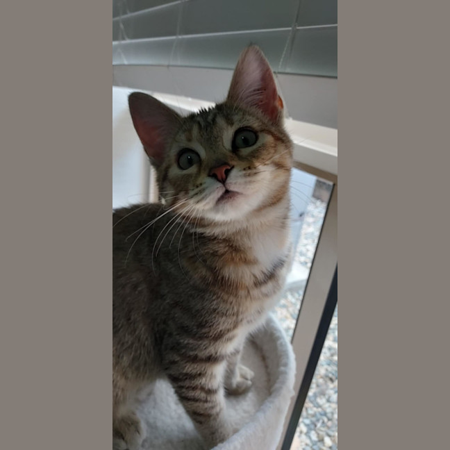 Photo of Tibby