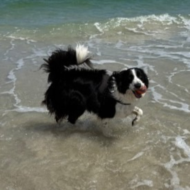 Photo of Jax