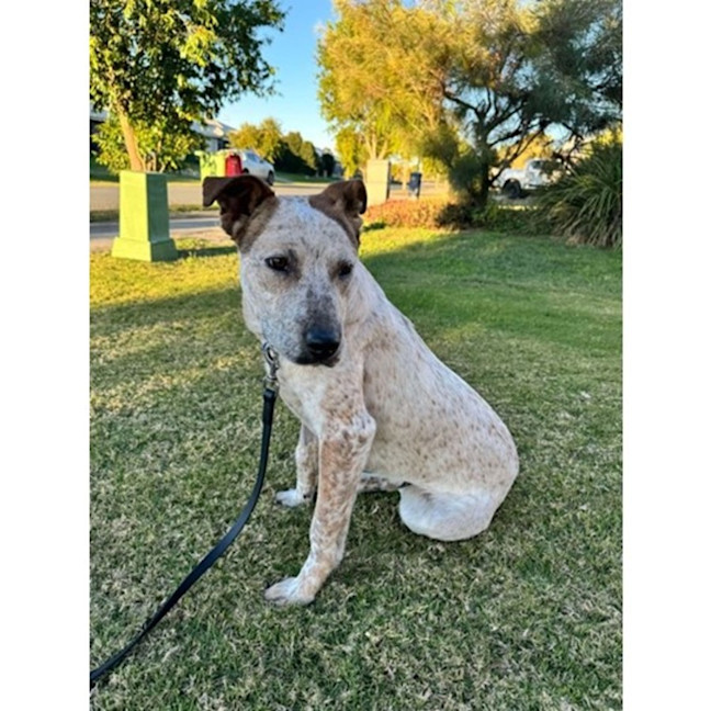 Photo of Smoky *$350 Adoption Fee*