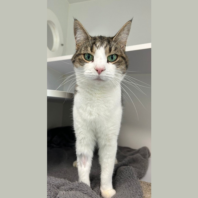 Photo of Mumma (Bonded To Kitty)