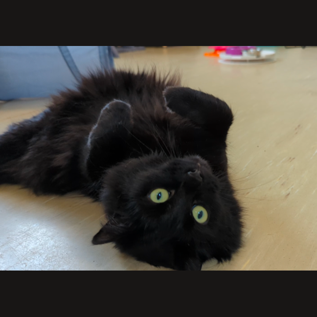 Photo of Ebony