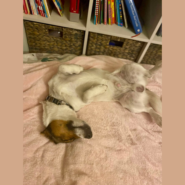 Photo of Buddy