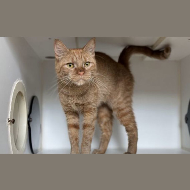 Photo of Mango