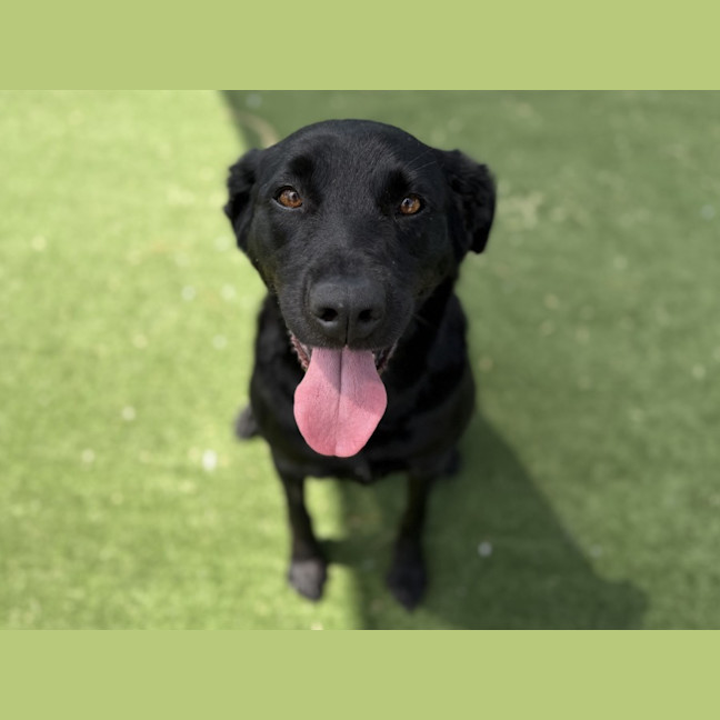 Photo of Shiraz Imp 2745