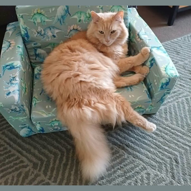 Photo of Chilli