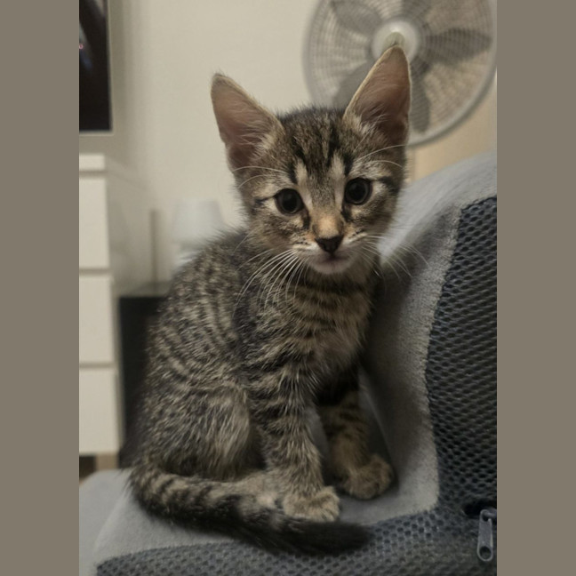 Photo of Booker  Now At Pet Quarters Rutherford 