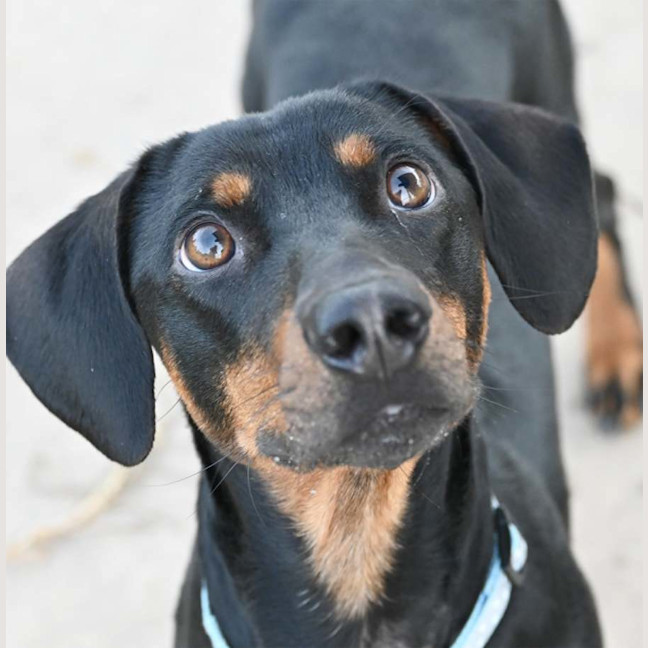 Photo of Dobby