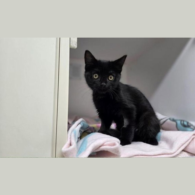 Photo of Salem