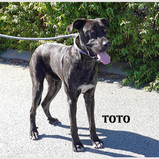 Photo of Toto