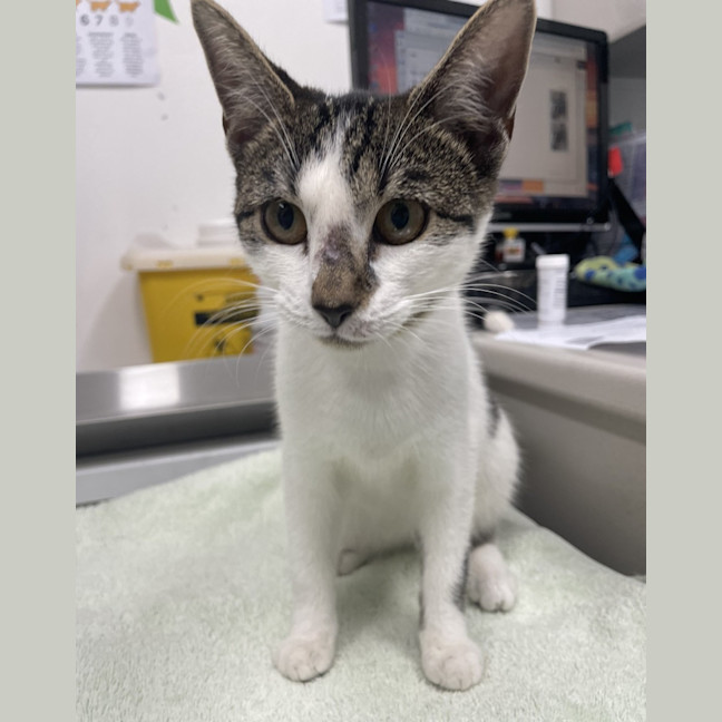 Photo of Violet Crumble