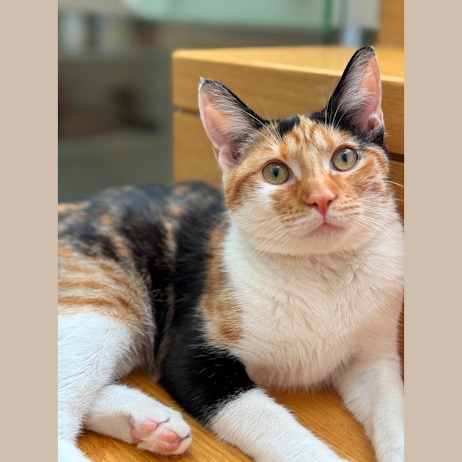 Photo of Lulu