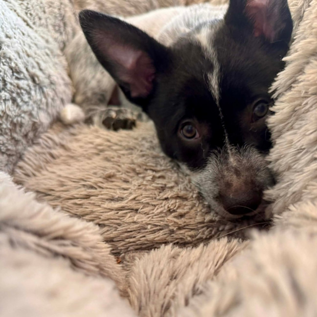 Photo of Bindi 💞🎾