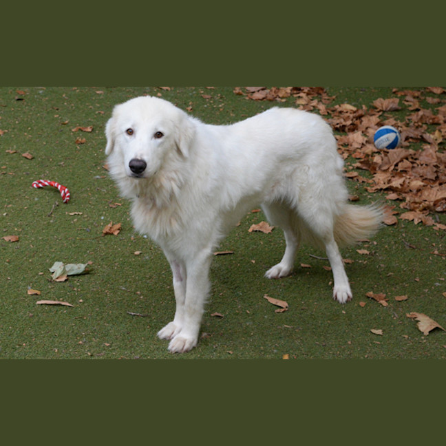 Photo of Willow