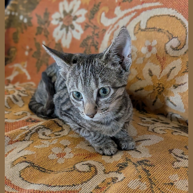 Photo of Wazarina