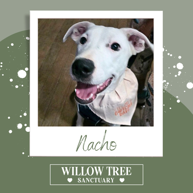 Photo of Nacho