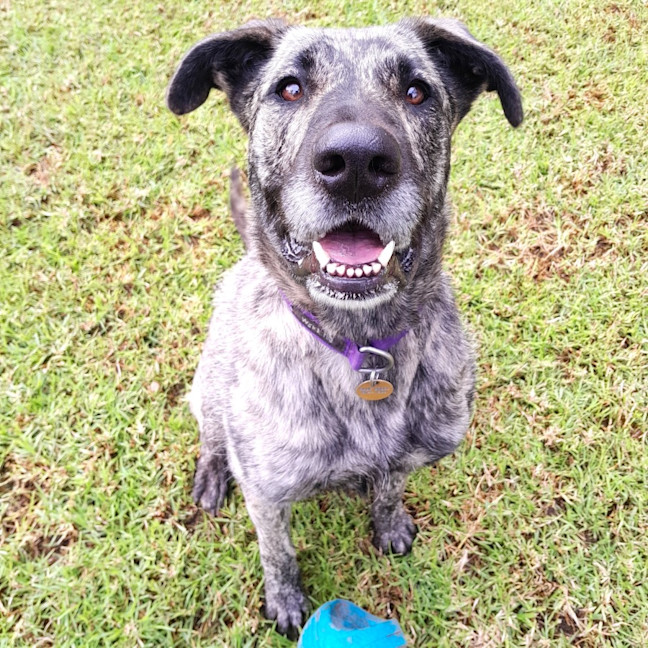 Photo of Zelda