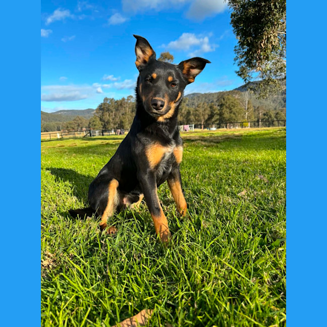 Photo of Baz